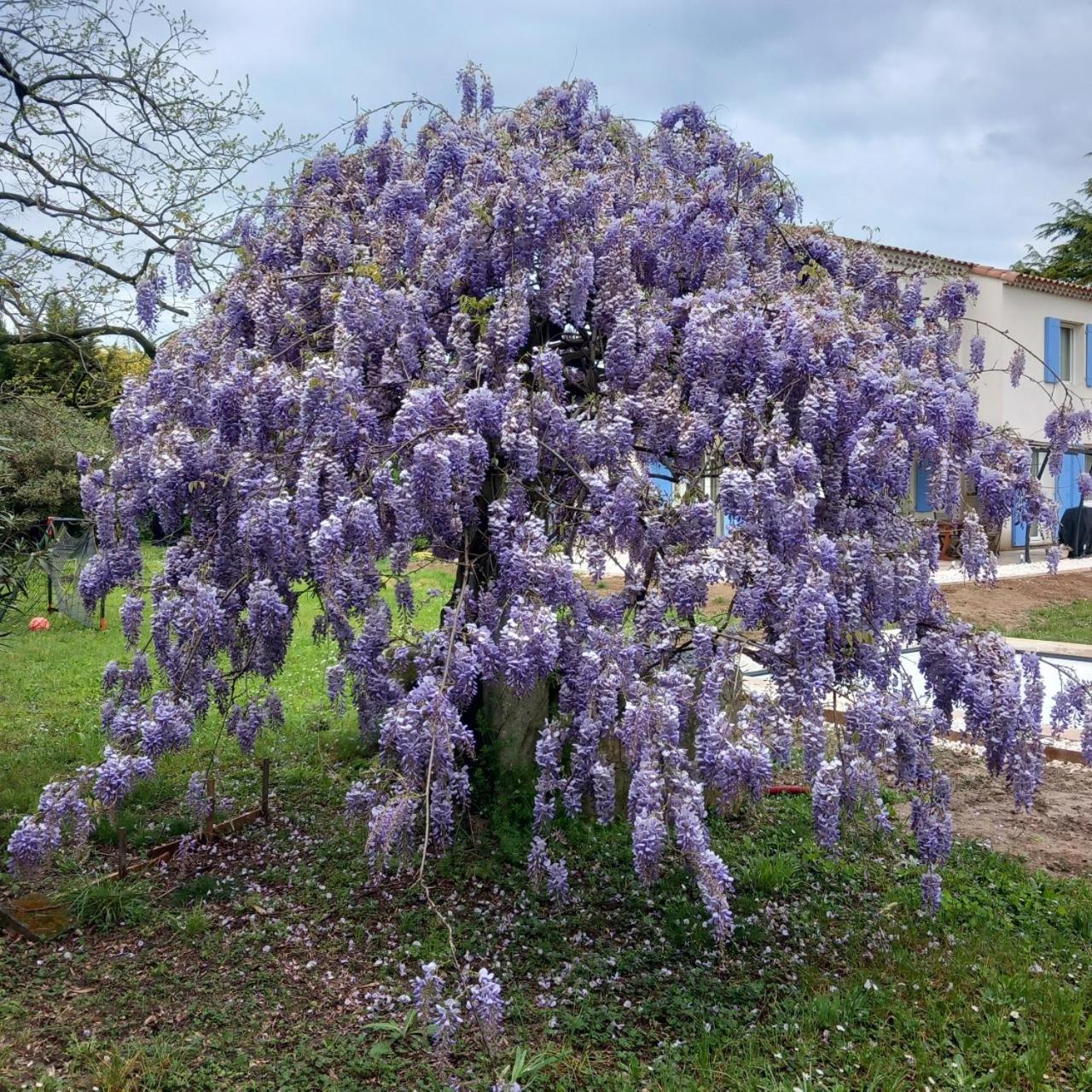 Le Petit Mas Des Alpilles En Provence Villa Saint-Étienne-du-Grès Екстериор снимка